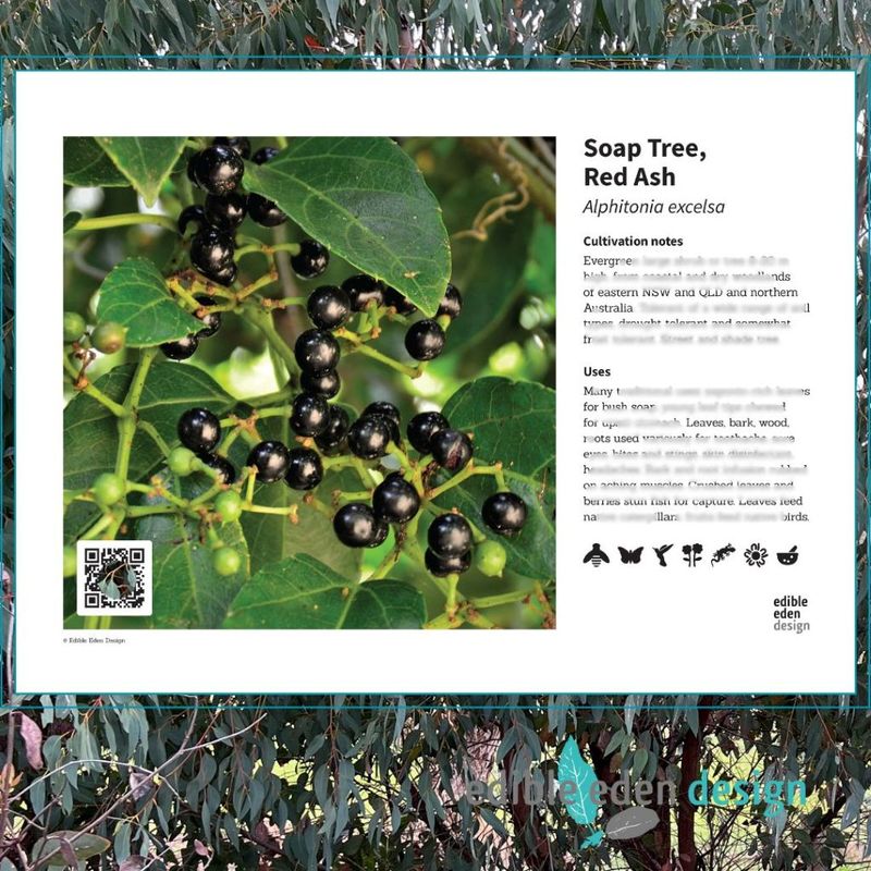 Soap Tree, Red Ash - Bush Food Plant ID Interpretive Sign Soap Tree, Red Ash - Bush Food Plant ID Interpretive Sign