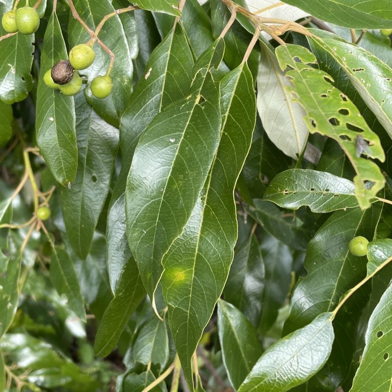 Soap Tree, Red Ash - Bush Food Plant ID Interpretive Sign