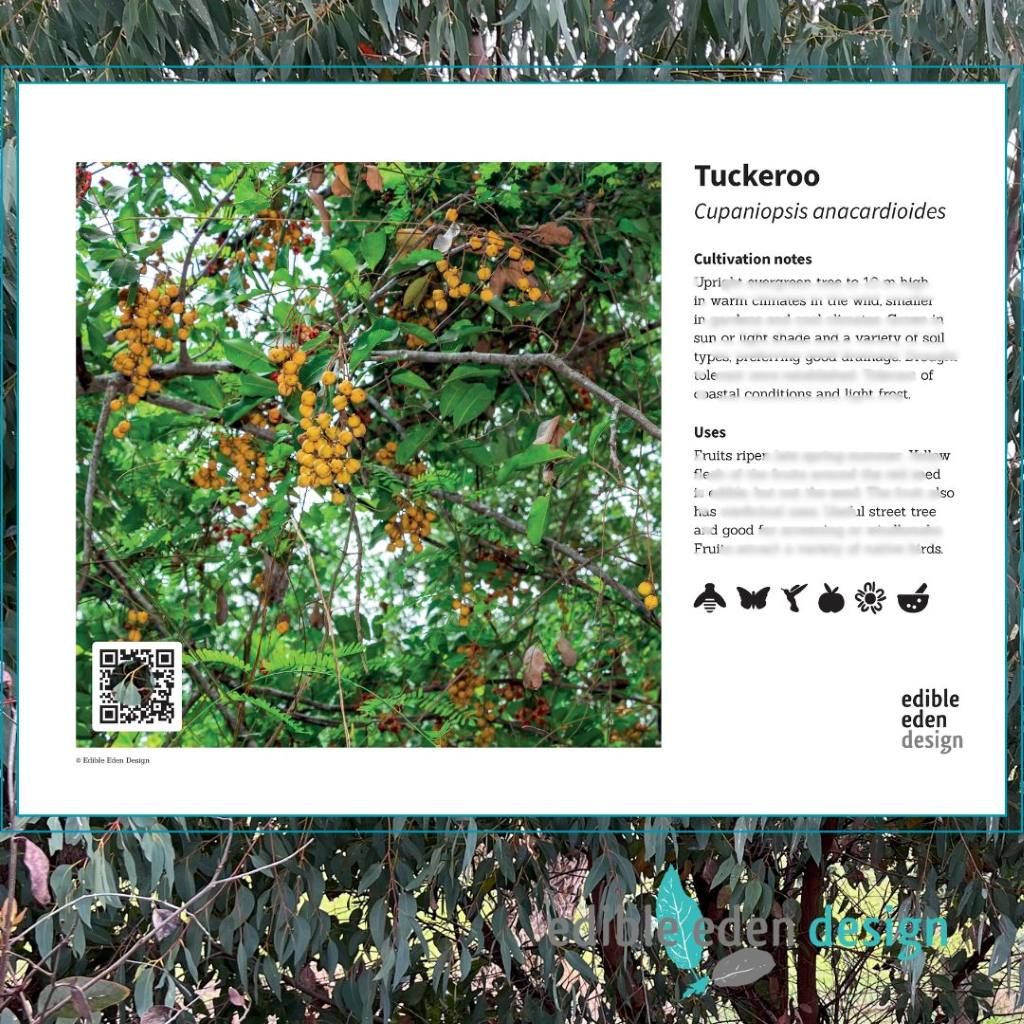 Tuckeroo - Bush Food Plant ID Interpretive Sign Tuckeroo - Bush Food Plant ID Interpretive Sign