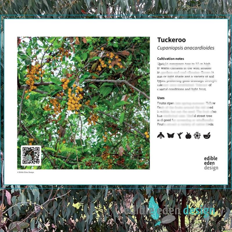 Tuckeroo - Bush Food Plant ID Interpretive Sign