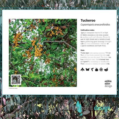 Tuckeroo - Bush Food Plant ID Interpretive Sign
