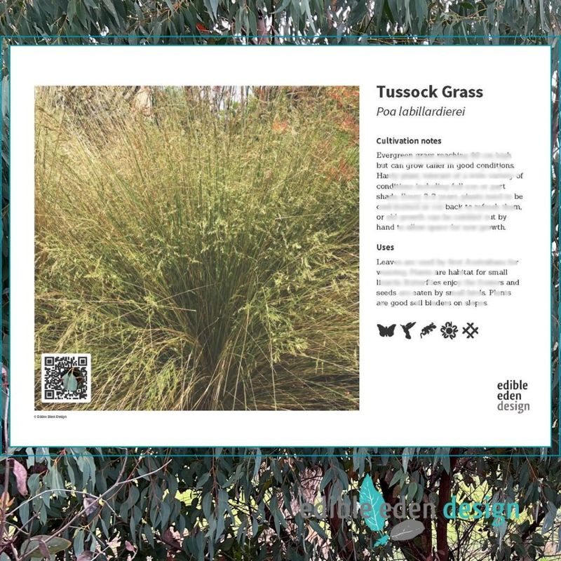 Tussock Grass - Bush Food Plant ID Interpretive Sign Tussock Grass - Bush Food Plant ID Interpretive Sign