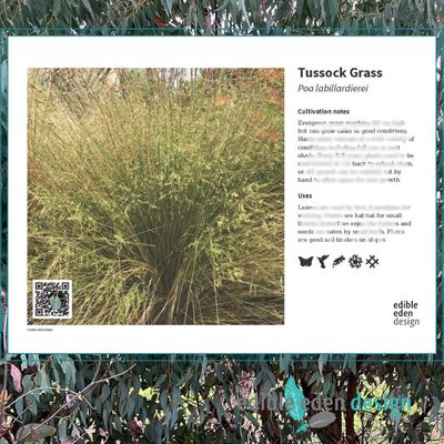 Tussock Grass - Bush Food Plant ID Interpretive Sign Tussock Grass - Bush Food Plant ID Interpretive Sign