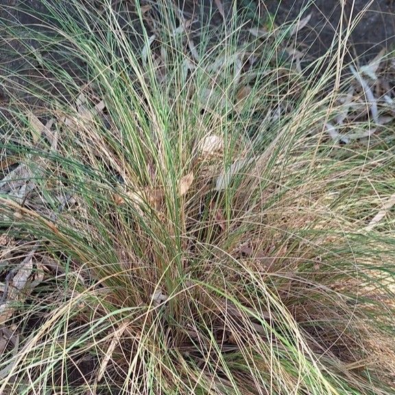 Tussock Grass - Bush Food Plant ID Interpretive Sign