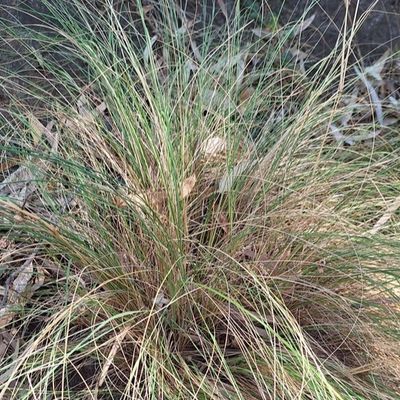 Tussock Grass - Bush Food Plant ID Interpretive Sign