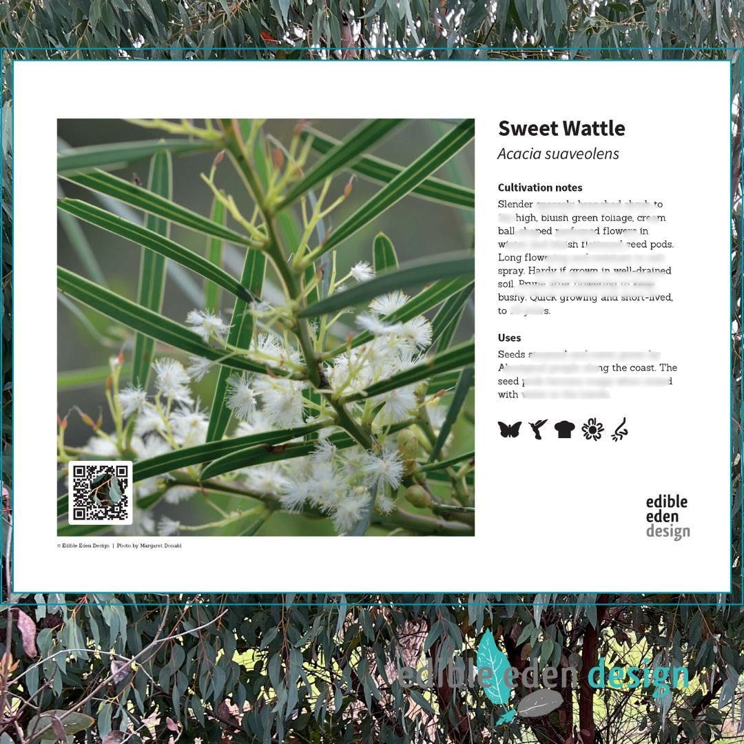 Sweet Wattle - Bush Food Plant ID Interpretive Sign Sweet Wattle - Bush Food Plant ID Interpretive Sign