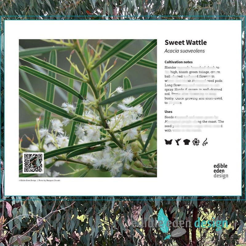 Sweet Wattle - Bush Food Plant ID Interpretive Sign