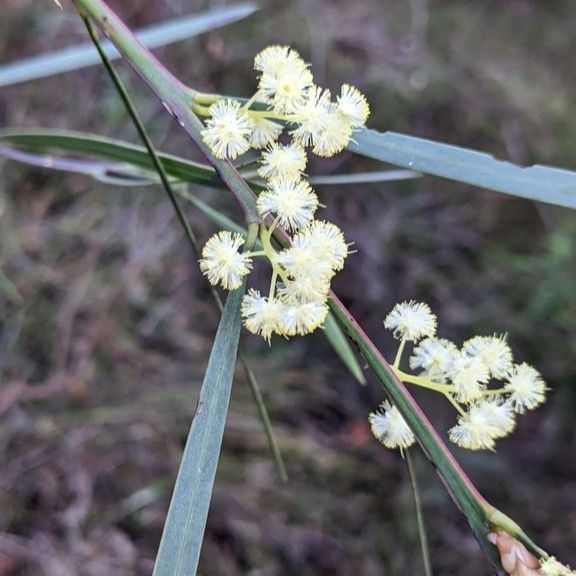 Sweet Wattle - Bush Food Plant ID Interpretive Sign