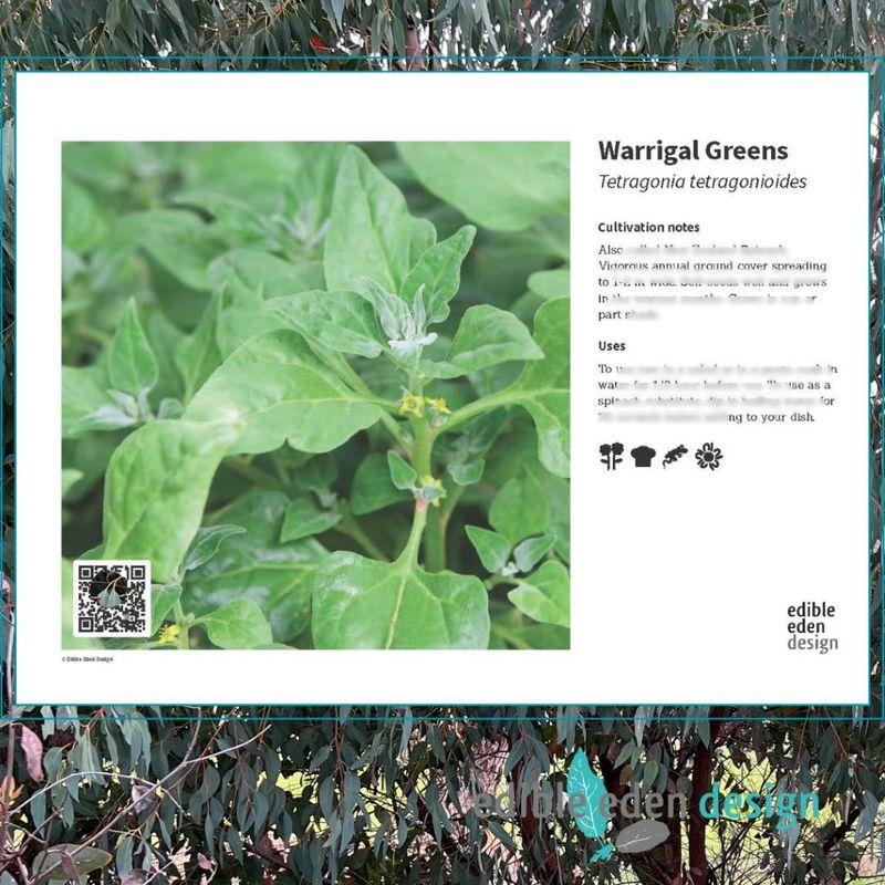 Warrigal Greens - Bush Food Plant ID Interpretive Sign Warrigal Greens - Bush Food Plant ID Interpretive Sign