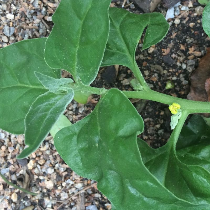 Warrigal Greens - Bush Food Plant ID Interpretive Sign