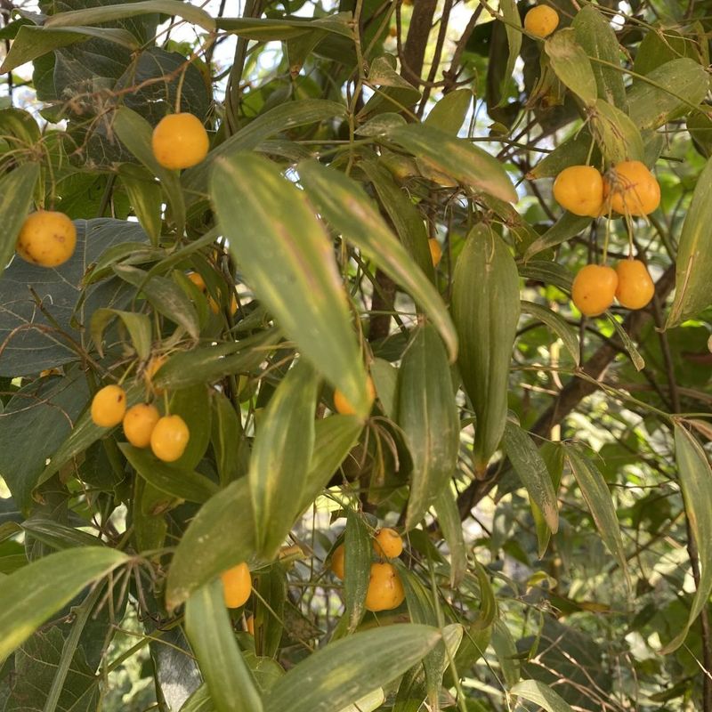 Wombat Berry - Bush Food Plant ID Interpretive Sign