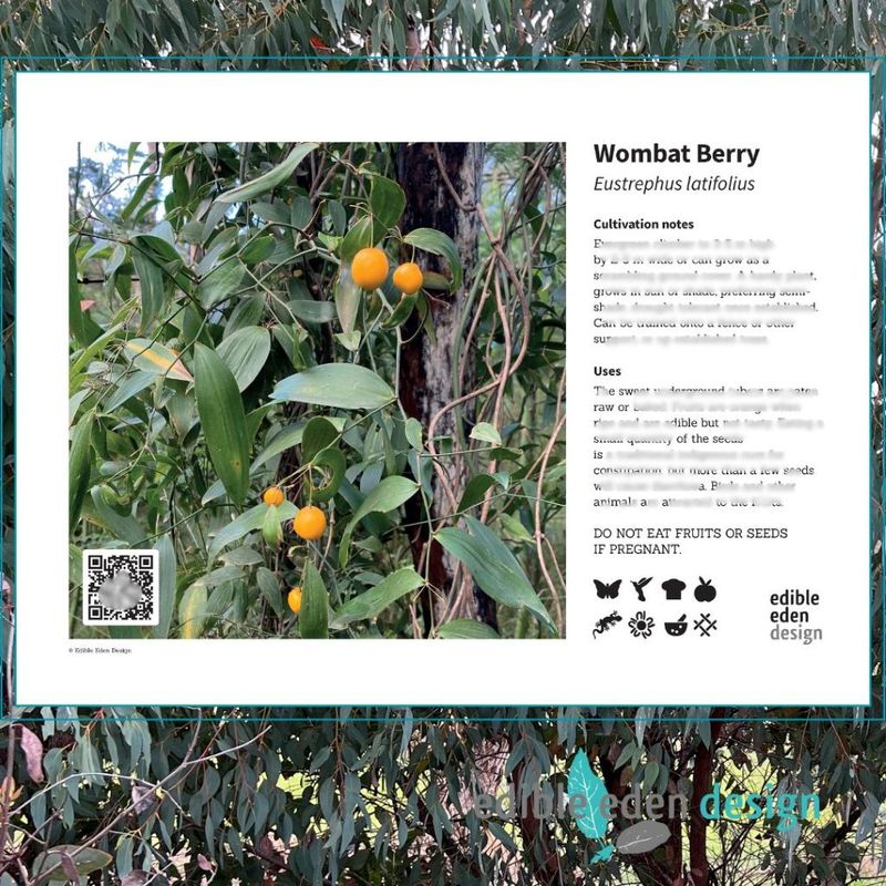 Wombat Berry - Bush Food Plant ID Interpretive Sign Wombat Berry - Bush Food Plant ID Interpretive Sign