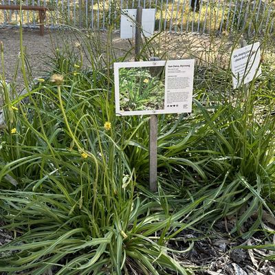 Yam Daisy, Myrnong - Bush Food Plant ID Interpretive Sign - Microseris spp