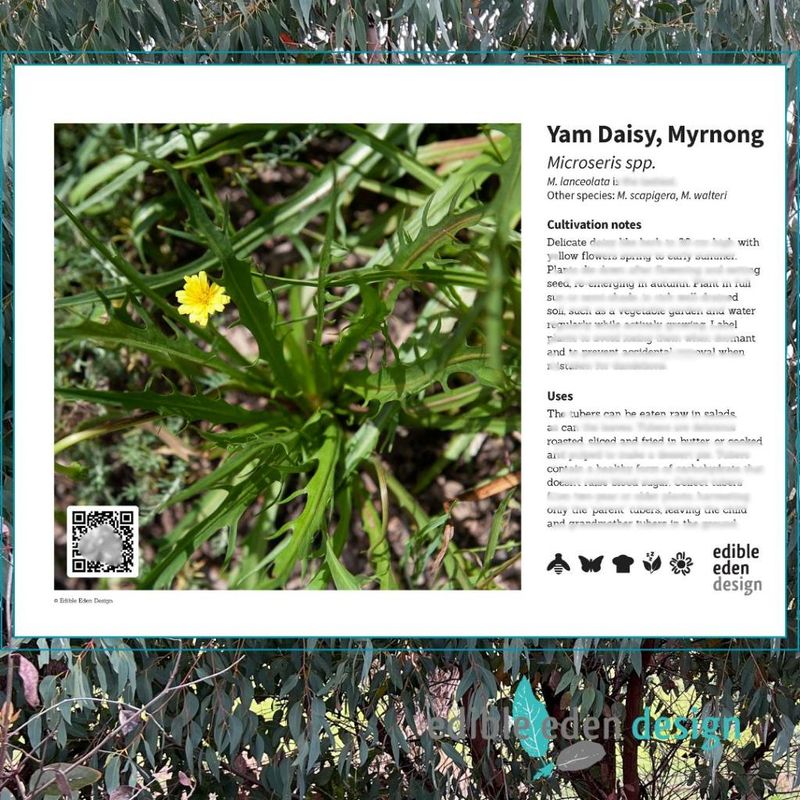 Yam Daisy, Myrnong - Bush Food Plant ID Interpretive Sign - Microseris spp