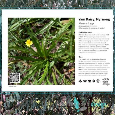 Yam Daisy, Myrnong - Bush Food Plant ID Interpretive Sign - Microseris spp Yam Daisy, Myrnong - Bush Food Plant ID Interpretive Sign - Microseris spp