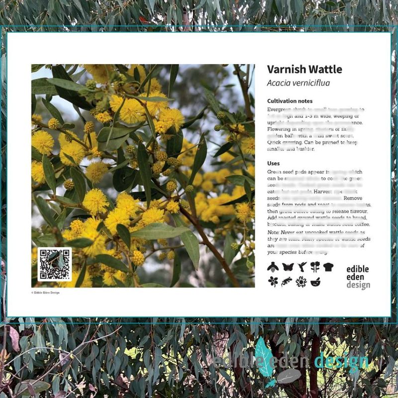 Varnish Wattle - Bush Food Plant ID Interpretive Sign Varnish Wattle - Bush Food Plant ID Interpretive Sign
