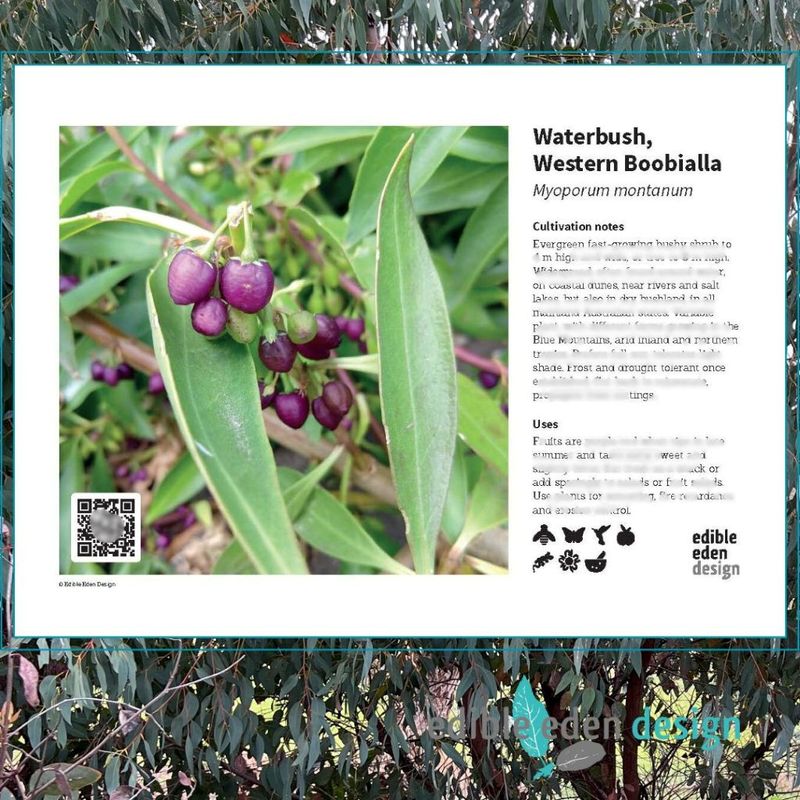 Waterbush, Western Boobialla - Bush Food Plant ID Interpretive Sign Waterbush, Western Boobialla - Bush Food Plant ID Interpretive Sign