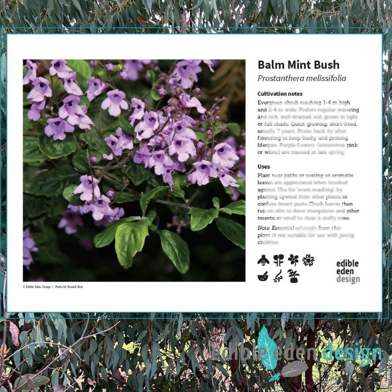 Balm Mint Bush - Bush Food Plant ID Interpretive Sign