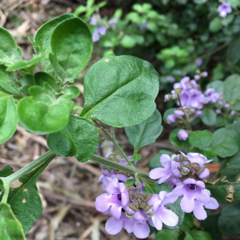 Balm Mint Bush - Bush Food Plant ID Interpretive Sign