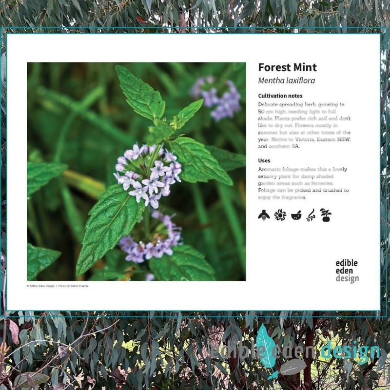 Forest Mint - Bush Food Plant ID Interpretive Sign