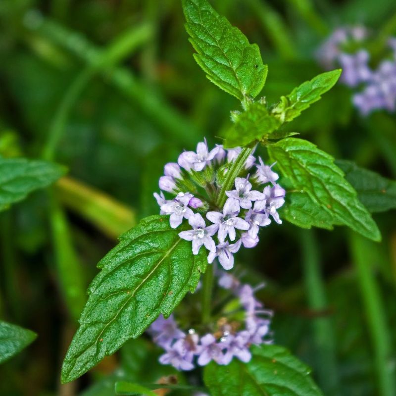 Forest Mint - Bush Food Plant ID Interpretive Sign