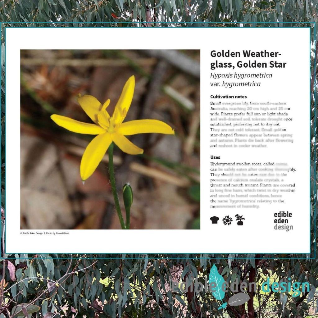Golden Weather-glass, Golden Star - Bush Food Plant ID Interpretive Sign