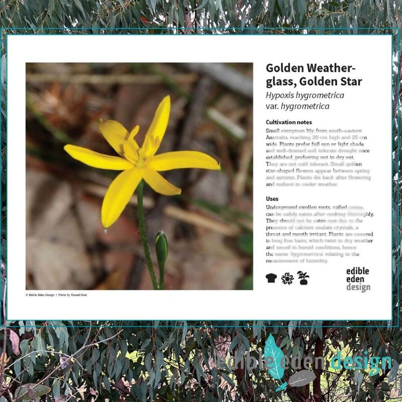 Golden Weather-glass, Golden Star - Bush Food Plant ID Interpretive Sign