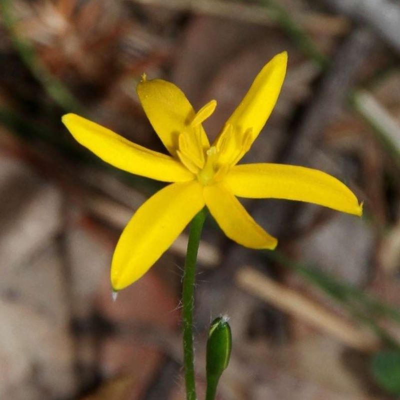 Golden Weather-glass, Golden Star - Bush Food Plant ID Interpretive Sign