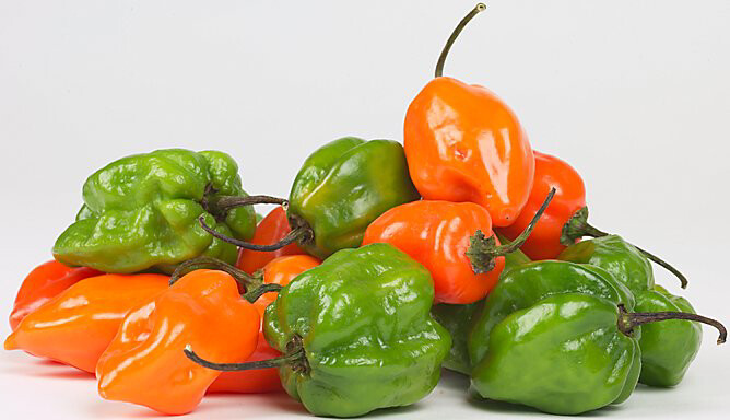 Liberian Pepper