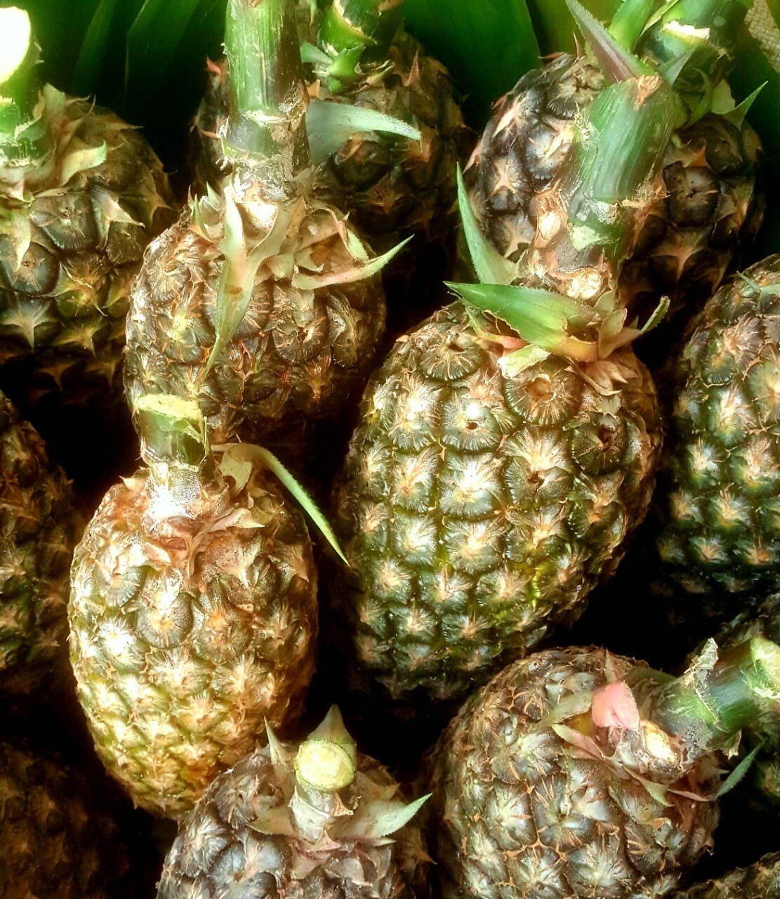 Pineapple