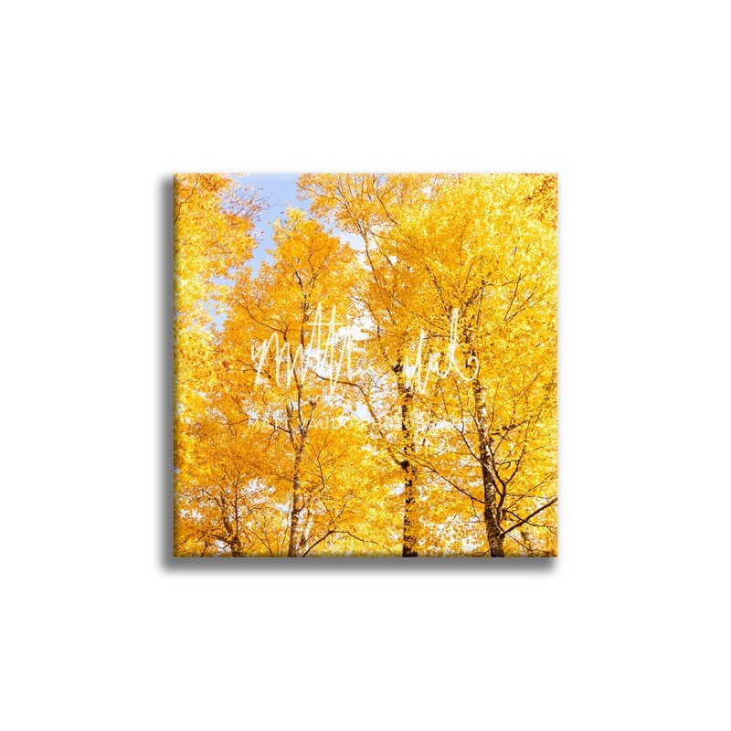 Birch Forest in Franconia Notch Canvas