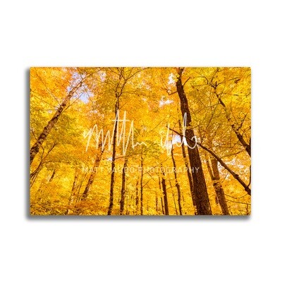 Among the Foliage in Franconia Notch Metal Print