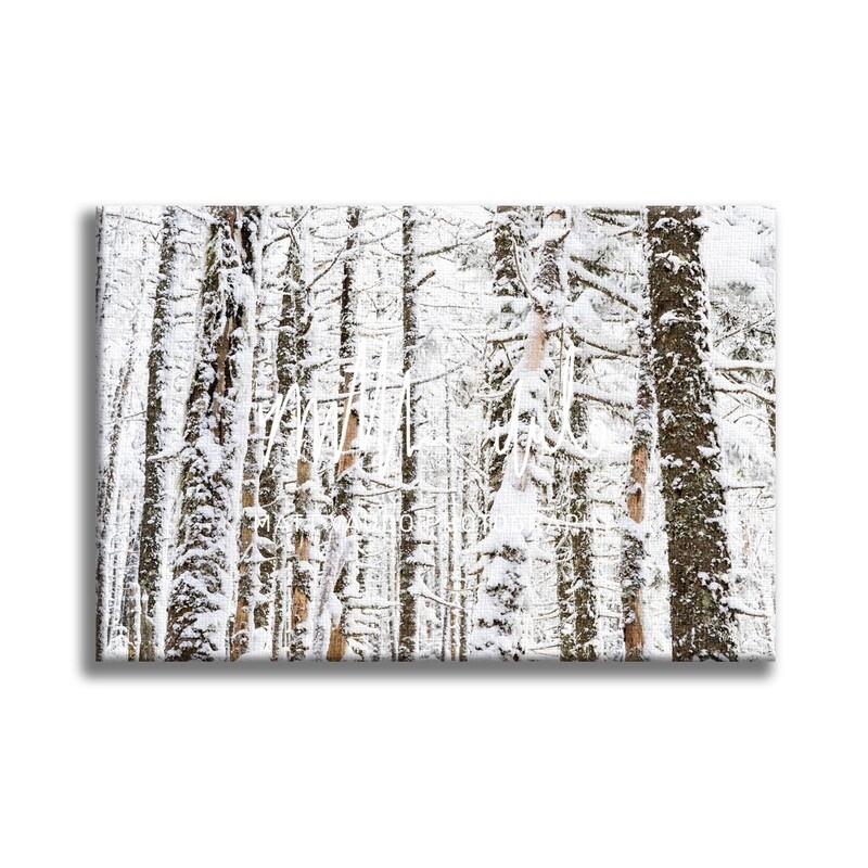 Snow Covered Trees Canvas