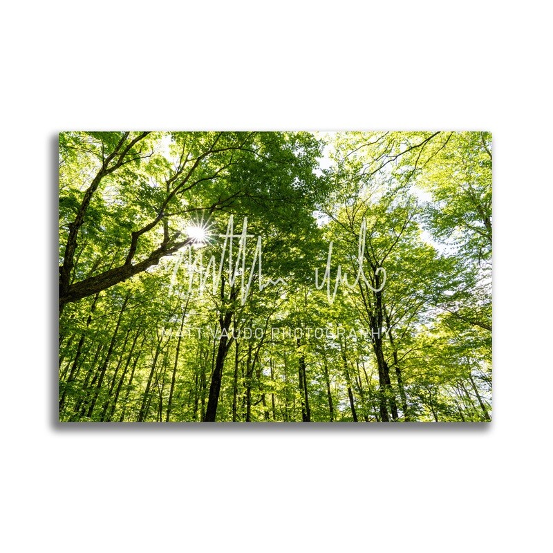 Spring Foliage in Crawford Notch Metal Print