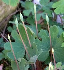 Bloodroot, Sanguinaria canadensis