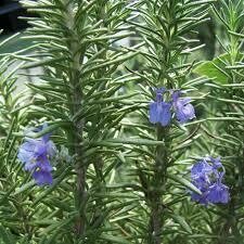 Rosemary seed