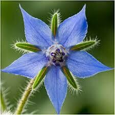 Borage blue seed