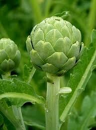 Artichoke seed