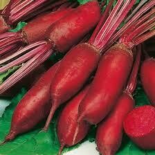 Beetroot, Cylindrica