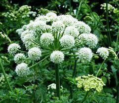 Angelica seed