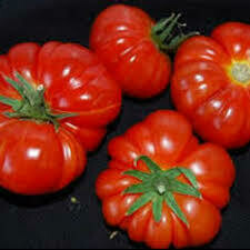 Tomato - Rouge de marmande