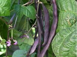 Beans - Purple king beans
