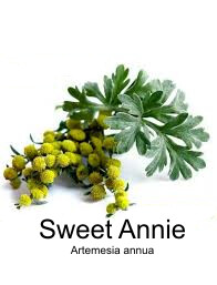 Sweet annie seed