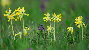 Cowslip seed