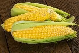 Corn, Jolly Roger, Open Pollinated