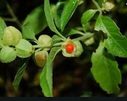 Withania Somnifera Withania Somnifera
