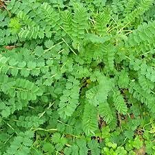Salad Burnet