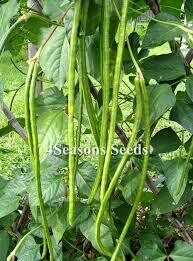 Beans - Climbing snake bean, Black