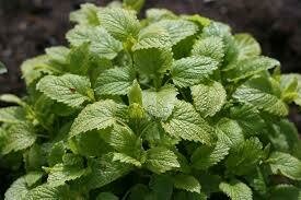 Lemon balm seed