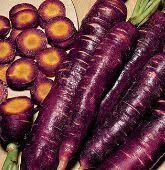 Carrot, Purple dragon